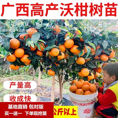 广西武鸣沃柑苗嫁接树苗无核091当年结果香橙头纯正无籽柑橘子苗