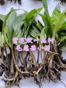 云南毛慈菇直播苗毛慈姑泥冰子山慈菇根茎苗产量高100棵起发包邮
