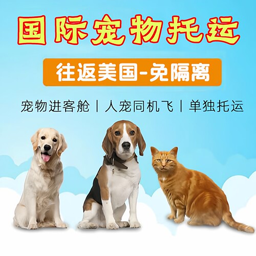 国际宠物托运客舱随机出境手续回国吉隆坡迪拜泰美日韩免隔离猫狗