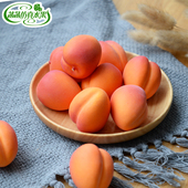 仿真杏假红杏大黄小白模型摆件道具装 水果菡菡仿真水果 饰创意假