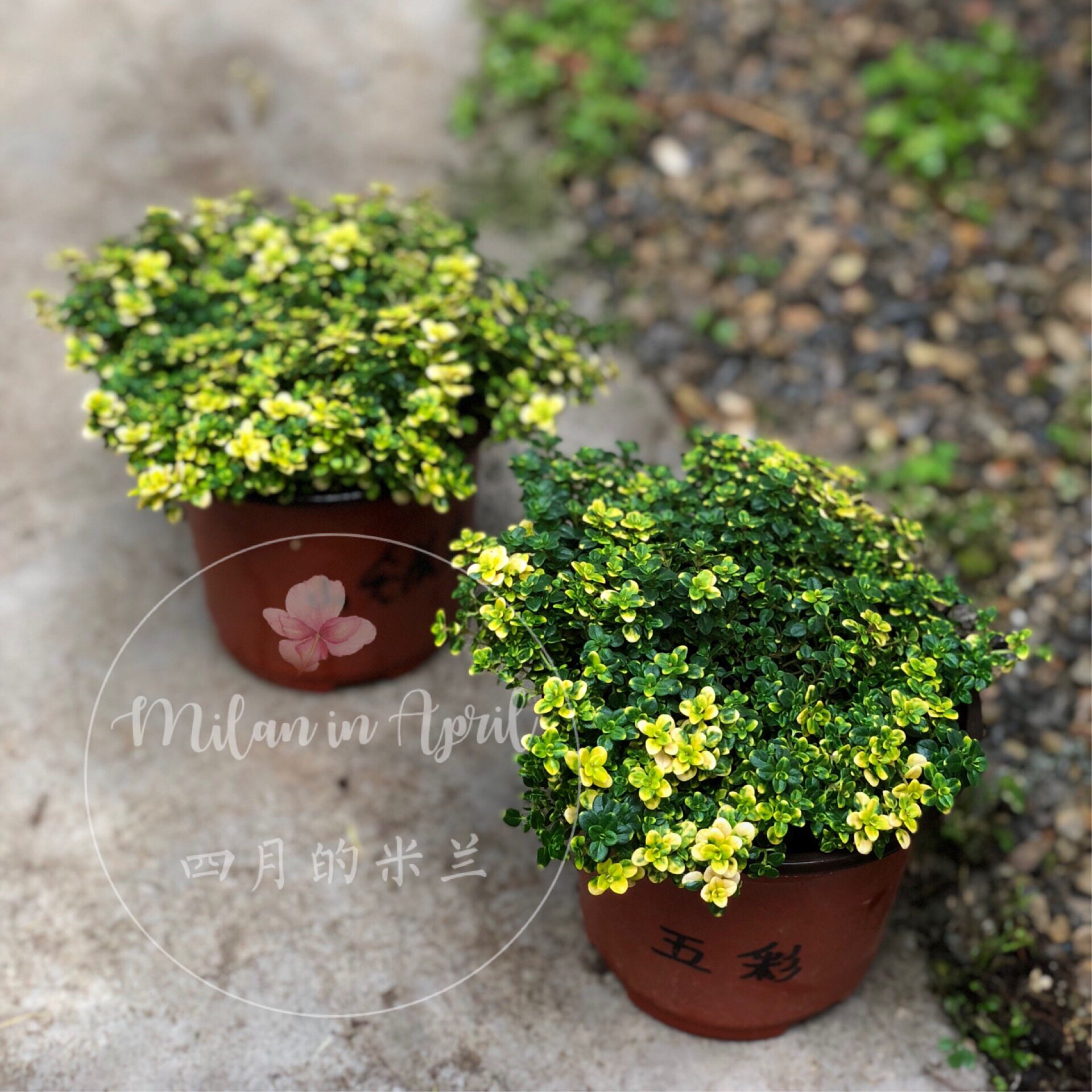 山谷晨光百里香多年生香草盆栽耐寒耐热庭院阳台柠檬食用西餐