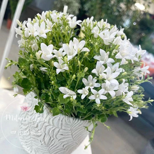 丹麦白风铃花盆栽多花植物植物室内花卉四季开花风铃草好养垂吊植