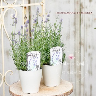 薰衣草花卉盆栽植物室内室外客厅阳台绿植四季驱蚊耐寒耐热清凉