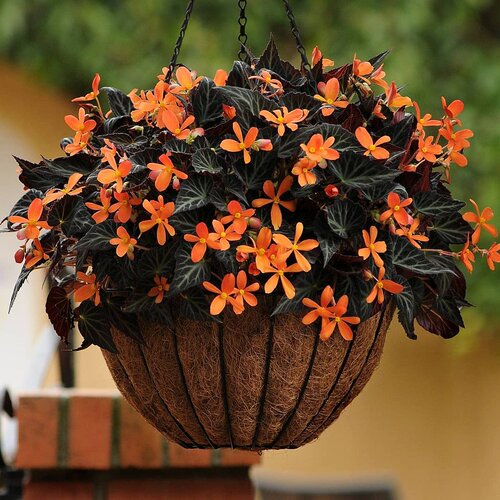 杂交皮尔斯秋海棠星星之火耐热花量大夏季垂吊植物观花观叶球根绿