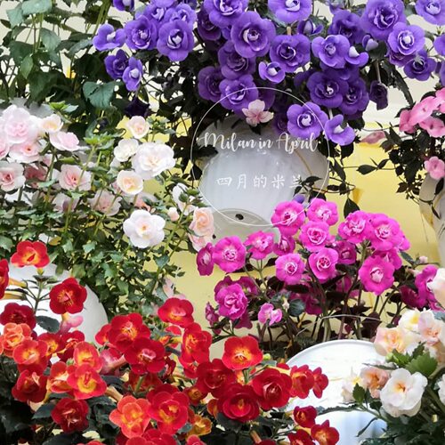 耐荫耐热夏秋爆花多花