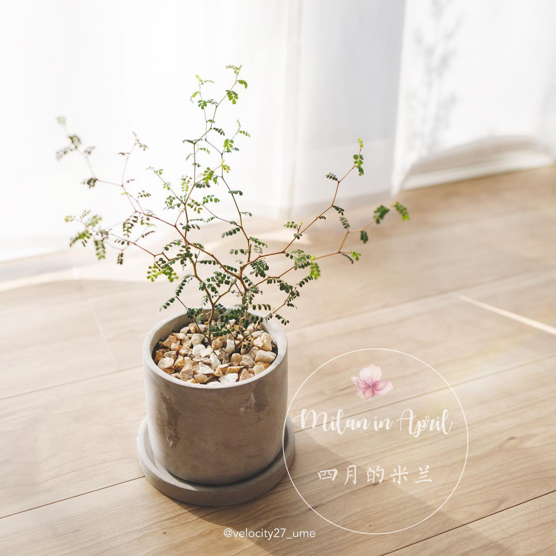 新西兰小男孩原种童话树原生sophora prostrata 苦参刺槐盆栽现货