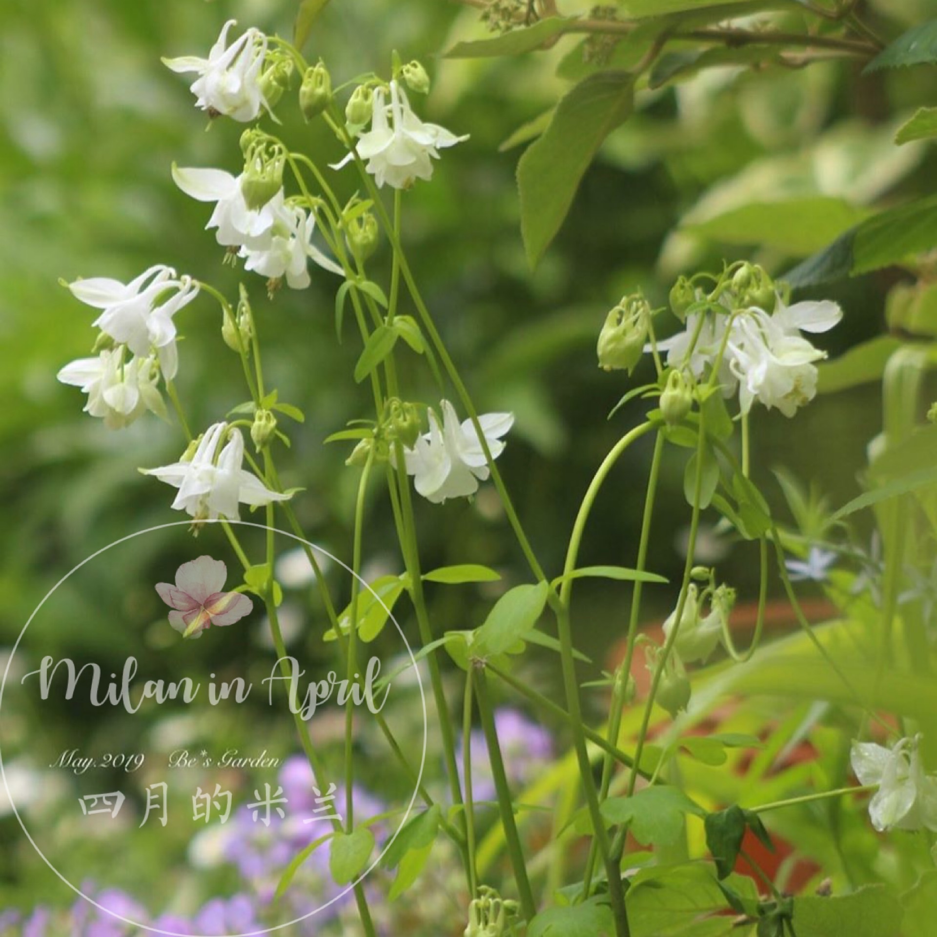 金叶耧斗菜耐寒室内外美观盆栽