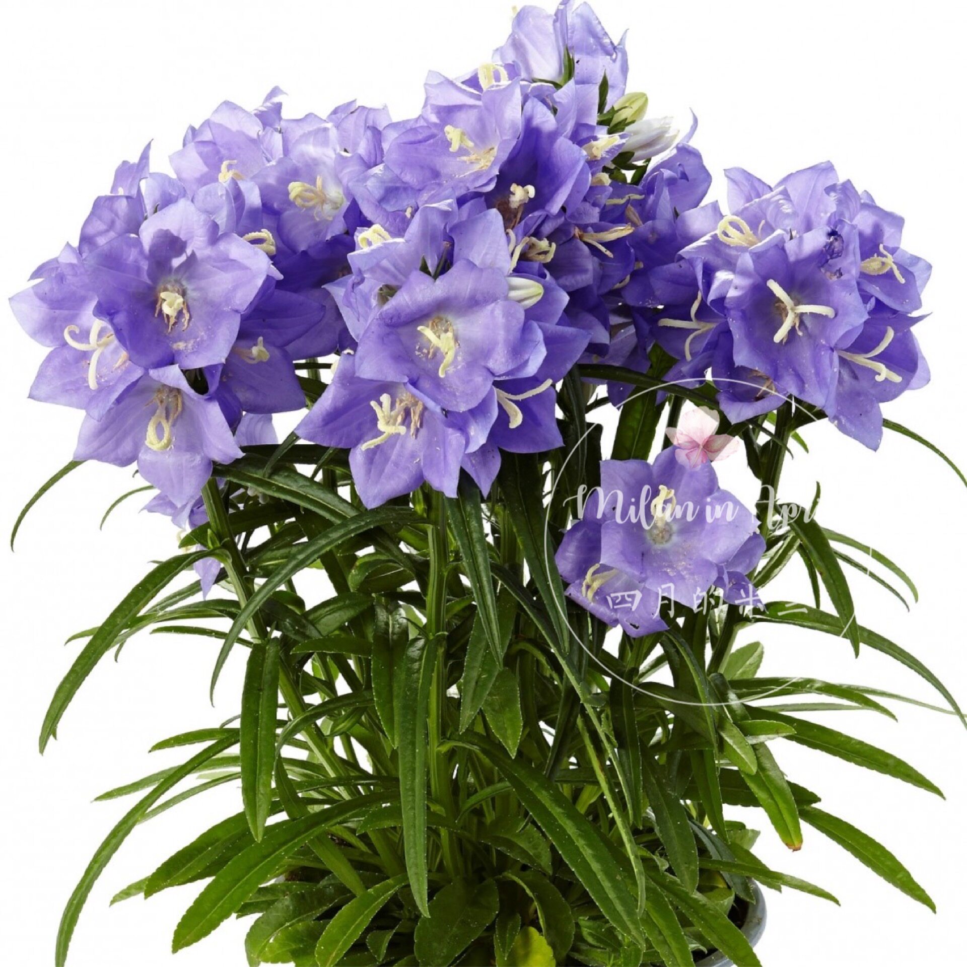 桃叶风铃草蓝多花大花型多年生耐热耐寒易爆盆植物庭阳台盆栽