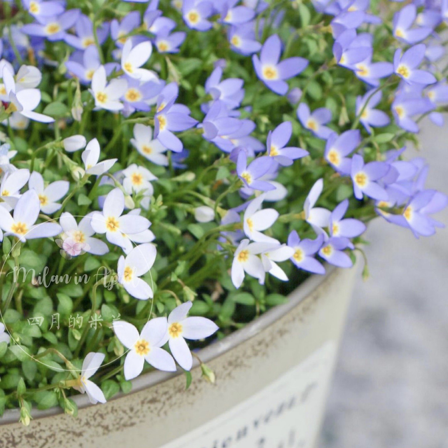 北美耳草白色山野草桌面盆栽苗小型花卉耐寒春季开花植物室外阳台