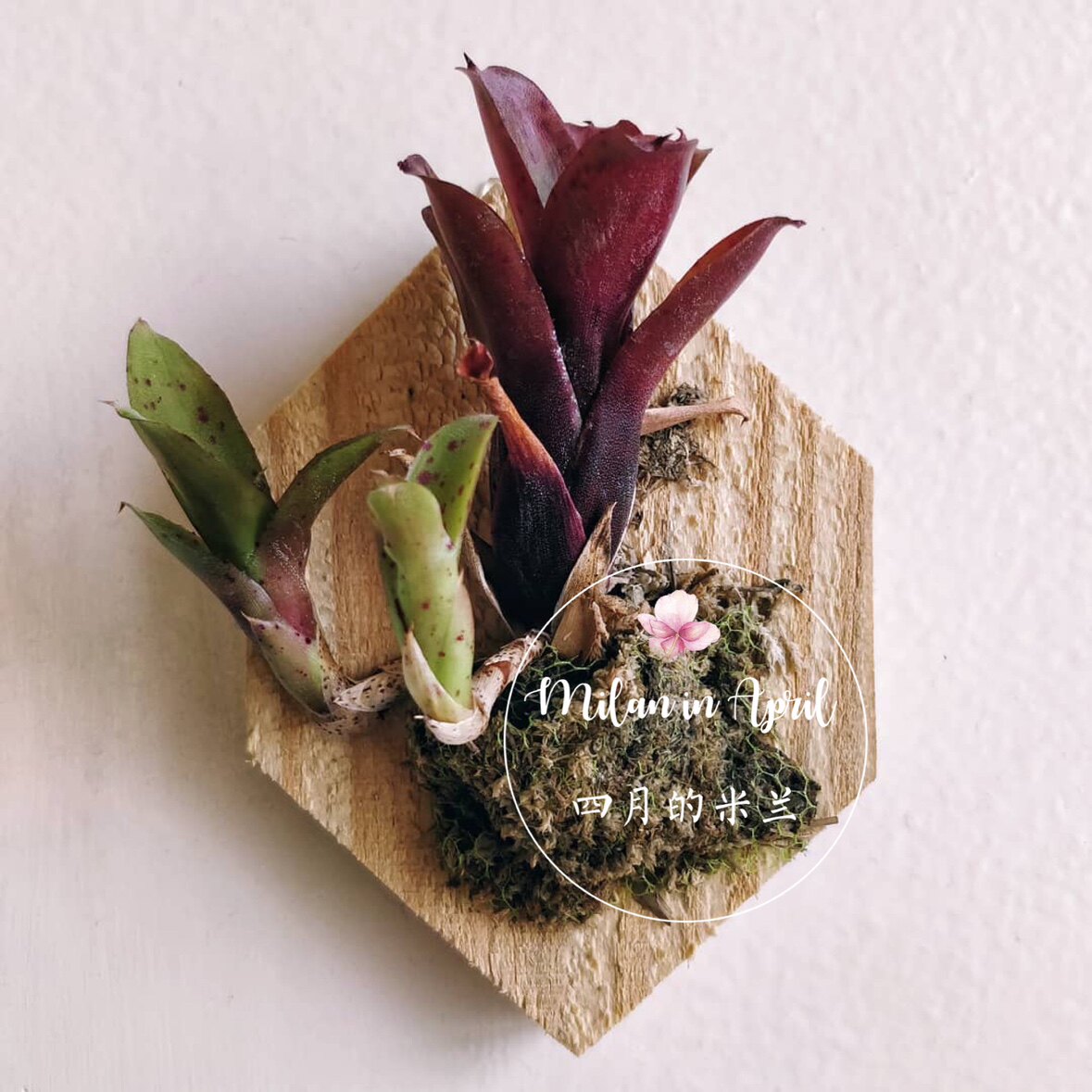 小型积水凤梨 琳达 水陆雨林缸爬虫蜥蜴箱造景泰国彩叶附生小植物