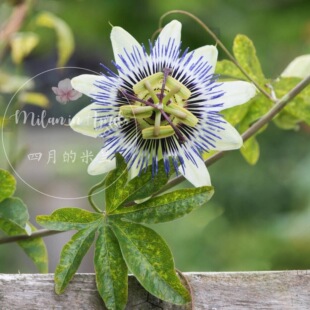 耐寒品种蓝花观赏攀爬藤本‘蓝冠西番莲’花型奇特观赏价值高