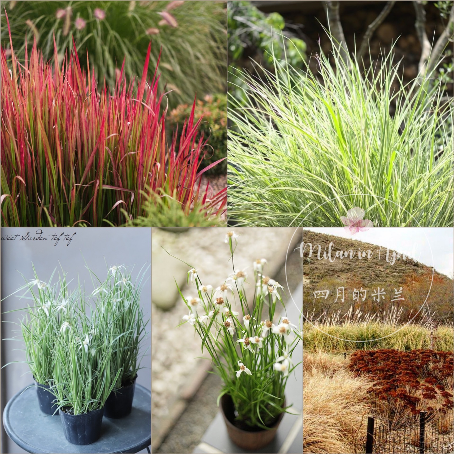 庭院植物观叶植物造景飘逸花园多年生岩生耐寒耐热南北方种植盆栽