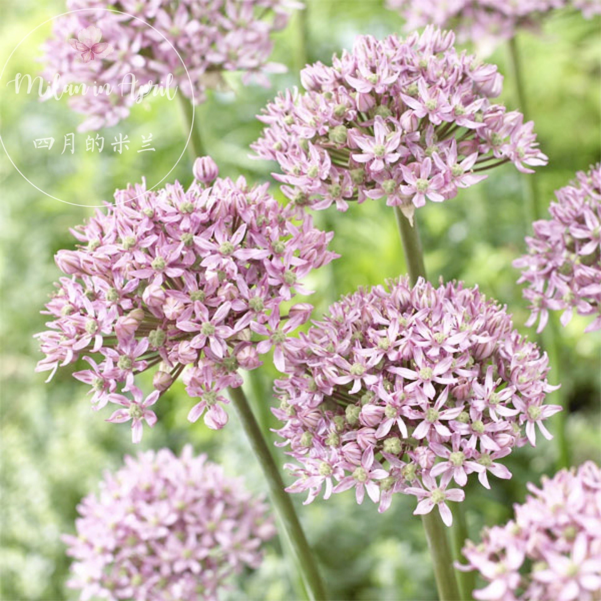 四月的米兰进口小花葱千禧年夏日美耐寒耐热花卉植物盆栽庭院阳台