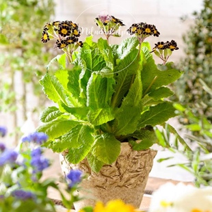 包邮高杆牛舌多花报春金色蕾丝四季开花欧洲进口多年生切花盆栽