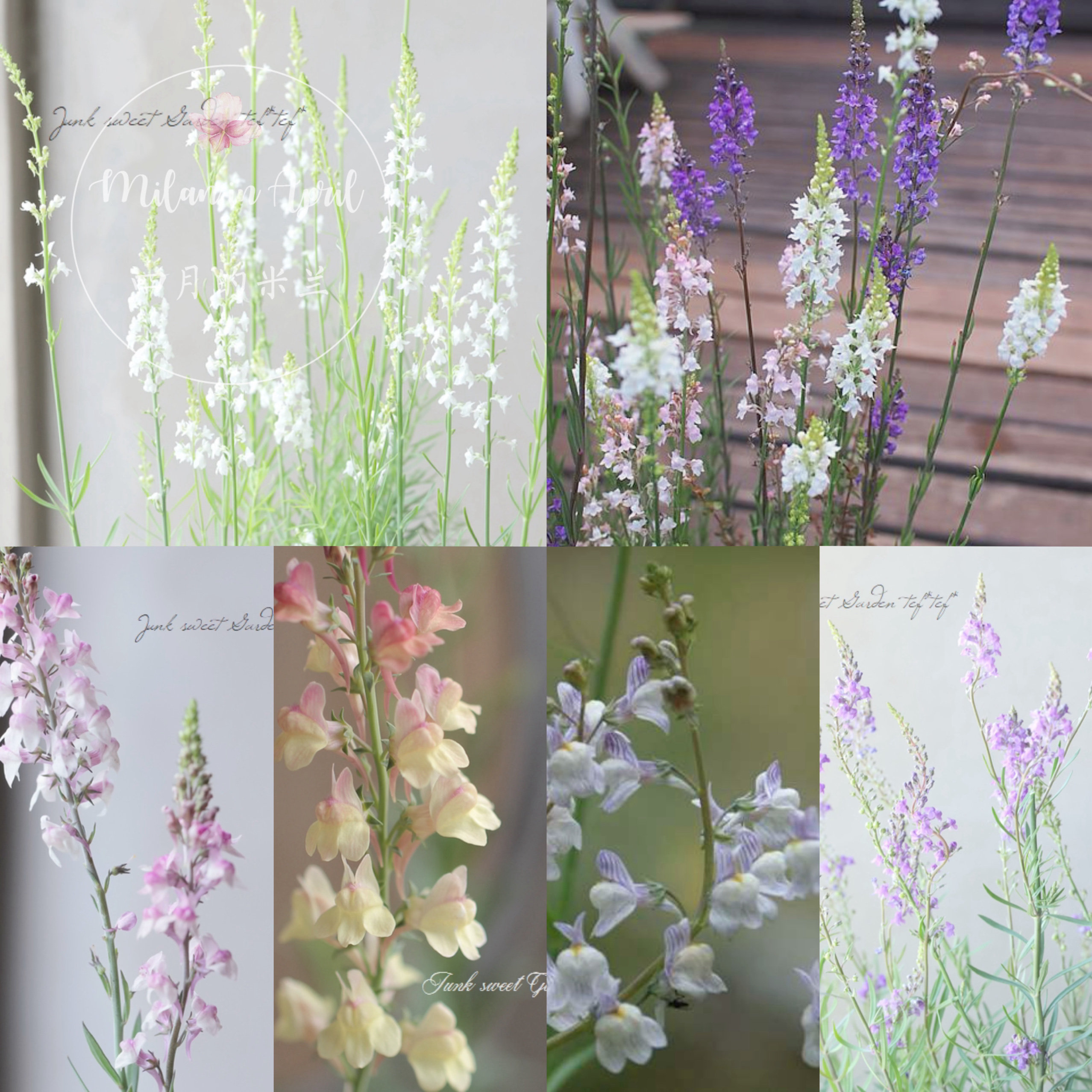 新品日本进口姬金鱼草包邮花苗多枝柳穿鱼耐热耐晒庭院粉穗手捧花