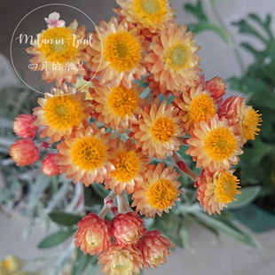 银叶蜡菊橙宝石簇宿根阳台干花素材超稀有日本种源花园盆栽易养活