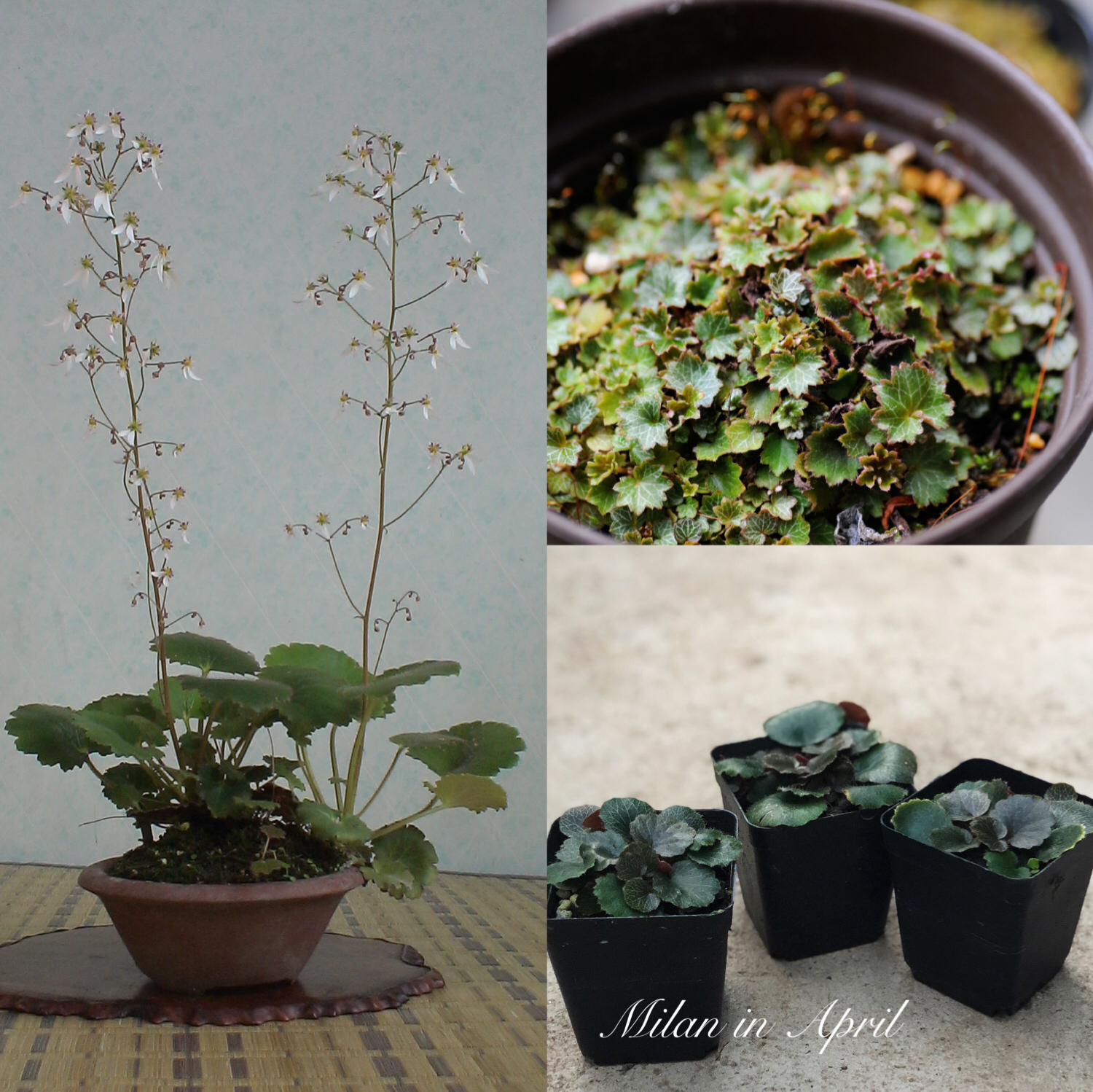 Saxifrage Ji snow Under Japan Imported Watch Mountains Grass-green bonsai miniature Perennialin the Flower delivery/Flowers simulation/Plants gardening , Flowers/Potted plants (New) , Plants  category - from Buy2taobao.com to provide professional Taobao agent buy service