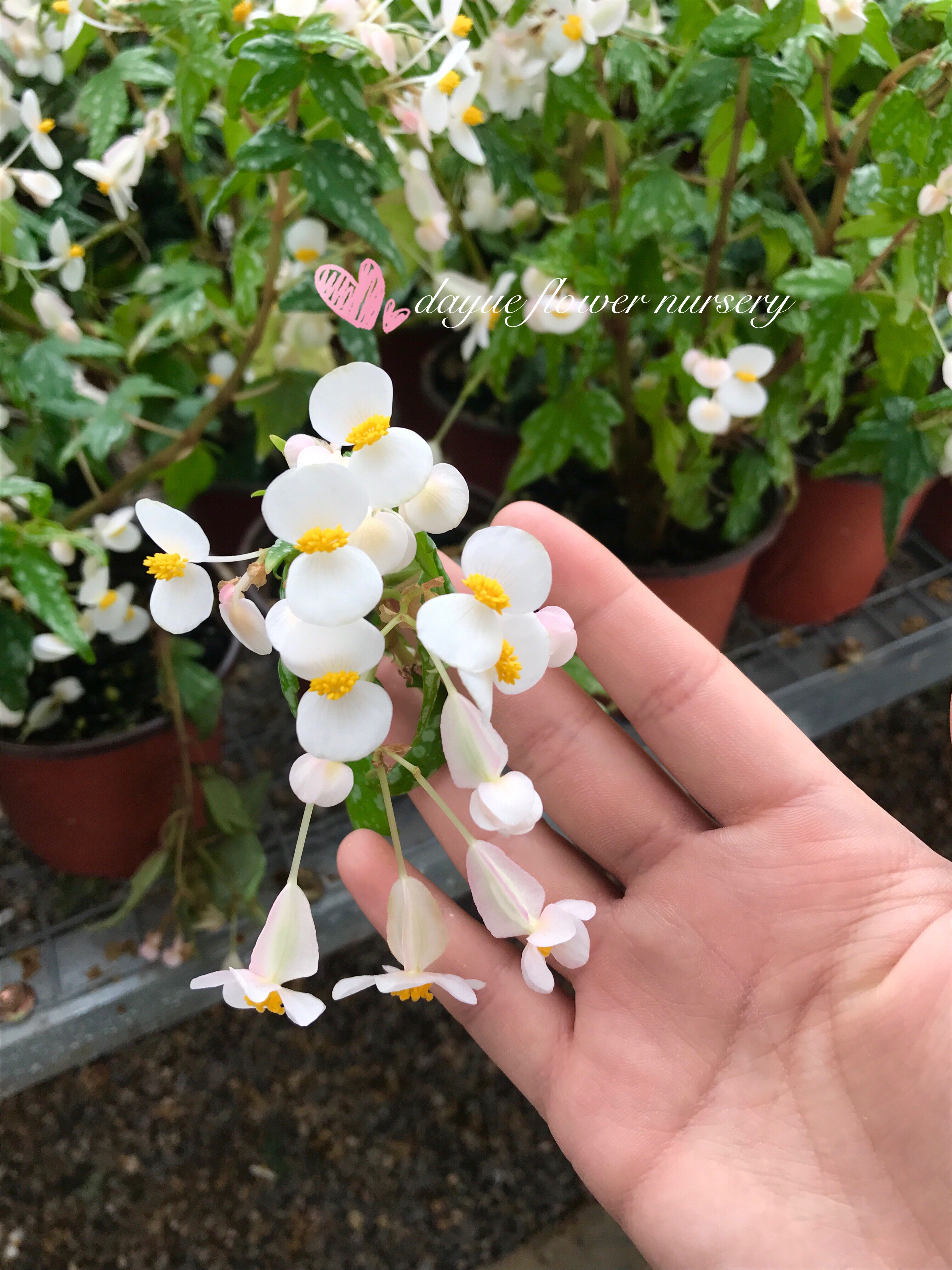 日本天使翼进口植物引进新品种秋海棠可做盆景盆栽绿植花朵可爱