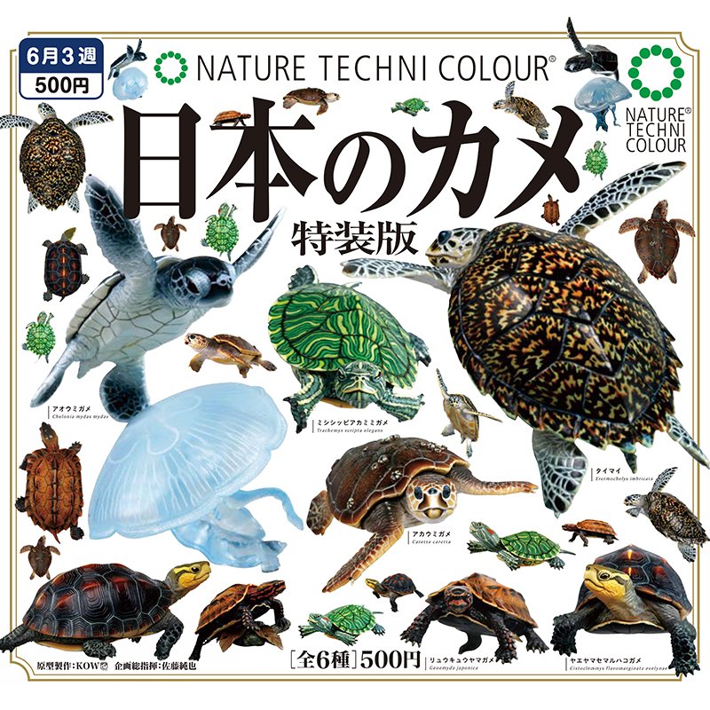 日本正版 乌龟特装版 IKIMON扭蛋 海龟琉球八重山龟立体摆件
