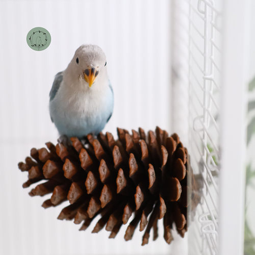 鹦鹉站杆天然大松塔松果鹦鹉磨爪