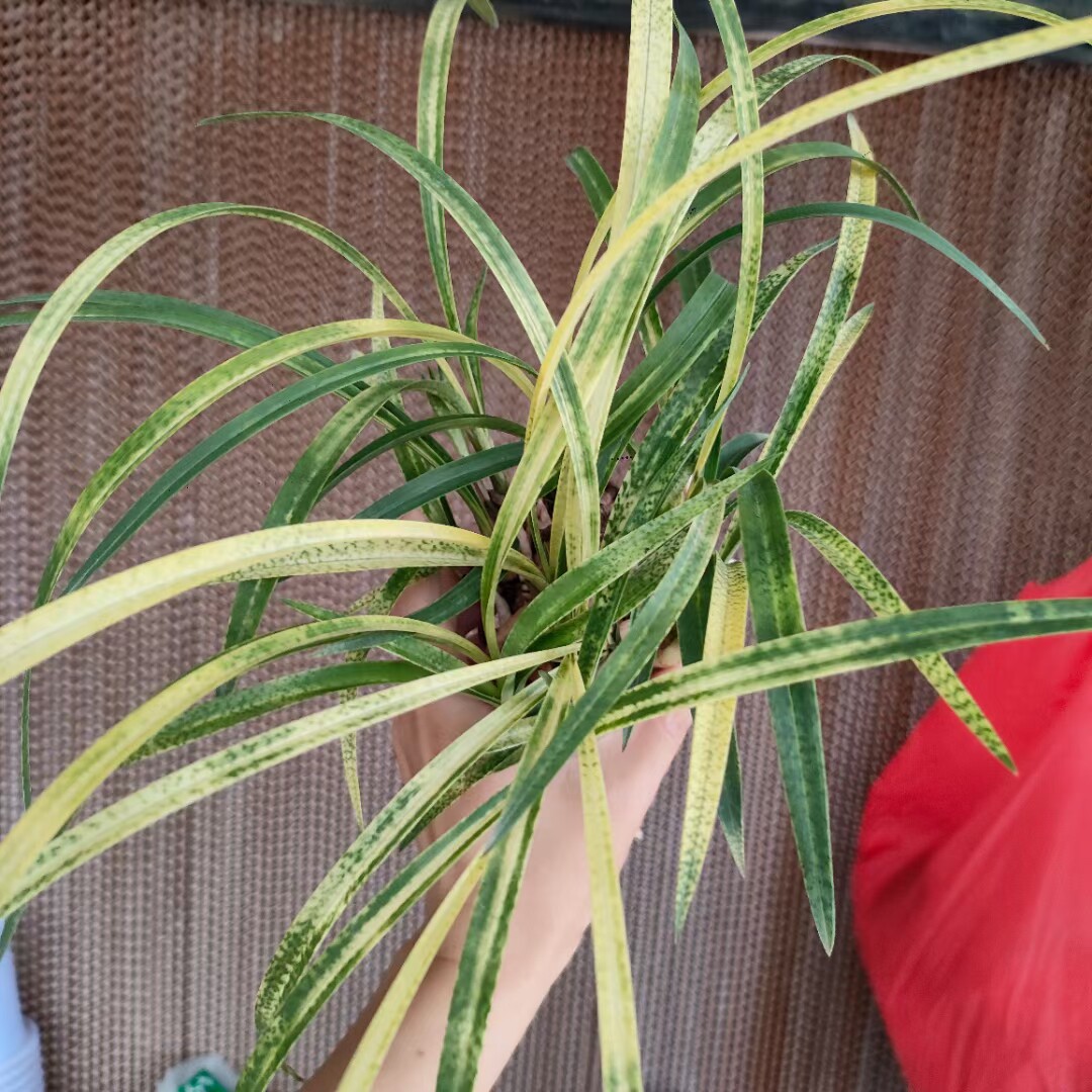 春兰蛇皮斑艺 吻仔鱼 春兰艺草名品