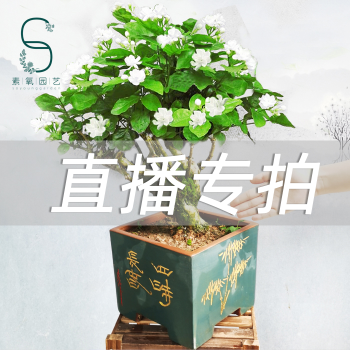 【直播专拍】茉莉花盆栽老桩老根工艺盆景阳台庭院绿植四季花卉 鲜花速递/花卉仿真/绿植园艺 造型盆景 原图主图