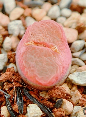 Mg1797.11 friedrichiae SB2147 风铃玉 老巷里Cono