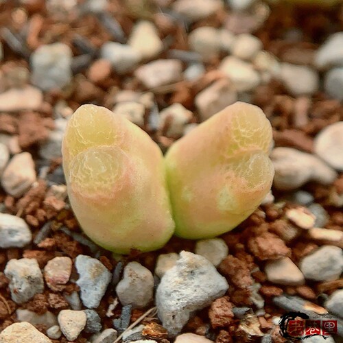 longum Bluff klipbok 风铃玉 老巷里Cono