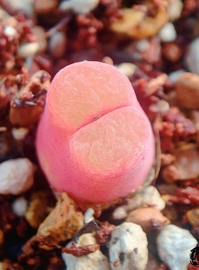 相思 C.lydiae Hybrid 风铃玉 老巷里Cono