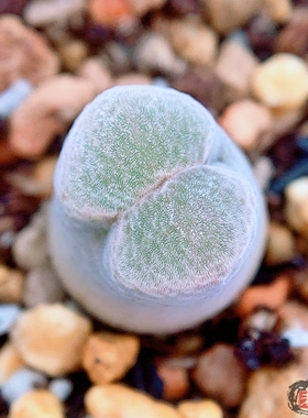 Mg1799.46 lydiae SB2226 Skaapkop 风铃玉 老巷里Cono