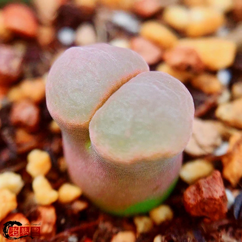 praesectum Craib 23 风铃玉 老巷里Cono