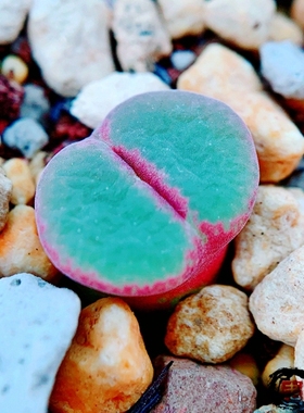 lydiae ARM712 Dabenoris 风铃玉 老巷里Cono