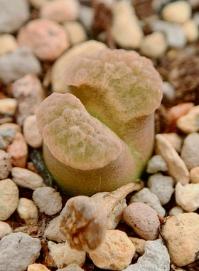 R＆Y1917 caroli Banke 风铃玉 老巷里Cono