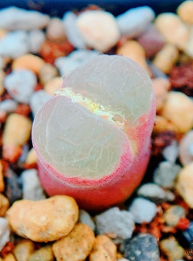 恋人 friedrichiae Hybrid 风铃玉 老巷里Cono