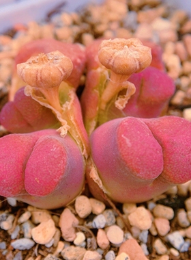 friedrichiae Valdoorn 风铃玉 老巷里Cono