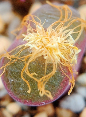Mg1797.1 friedrichiae SB2146 风铃玉 老巷里Cono