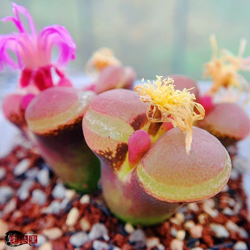 friedrichiae S Pofadder 风铃玉 老巷里Cono