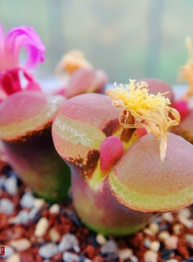 friedrichiae S Pofadder 风铃玉 老巷里Cono