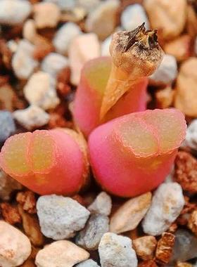 lydiae Hybrid 风铃玉 老巷里Cono