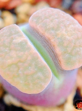 Mg1789 caroli 'australe' SB2011 banke 风铃玉 老巷里Cono