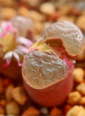 极光 Hybrid 风铃玉 老巷里Cono