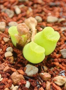 Mg1416.4 devium LAV27214 风铃玉 老巷里Cono