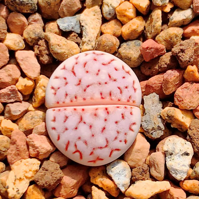 F109r红网纹寿丽2年株岛田DT种源番杏科生石花PP花精养悠悠多肉馆在类目 鲜花速递/花卉仿真/绿植园艺, 花卉/绿植盆栽（新）, 多肉植物中 - 来自Buy2taobao.com提供专业的淘宝代购服务