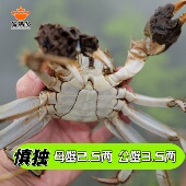 净重±15g 母蟹2.5两 公母搭配起点 公蟹3.5两