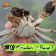 净重±15g 母蟹2.5两 公母搭配起点 公蟹3.5两