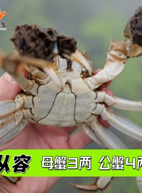 【公母黄金搭档】高精尖 公蟹4两 母蟹3两 （净重±15g）