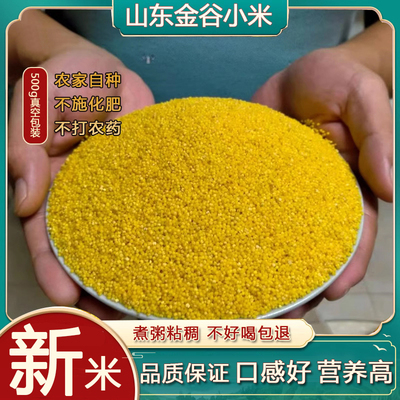 2025年山东金乡新小米小黄米