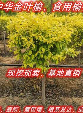 中华金叶榆树苗别墅庭院大型耐寒风景绿化树白榆黄金榆苗榔榆垂榆