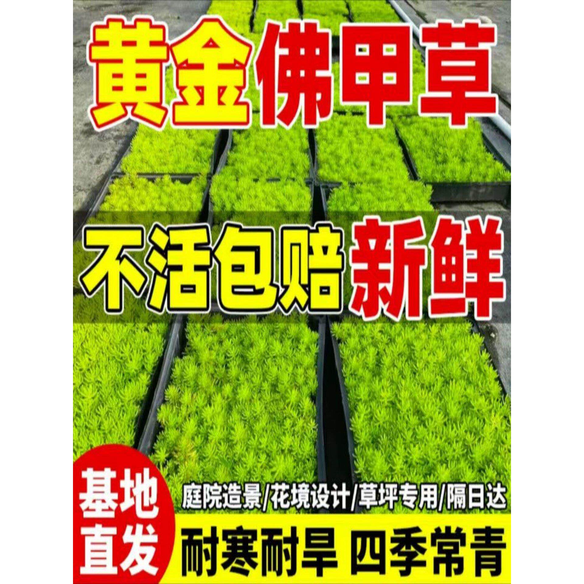 金叶佛甲草盆栽黄金万年草庭院屋顶绿化草皮多年生观叶植物矮麦冬图片