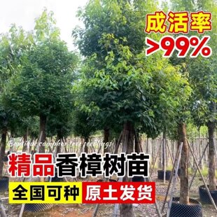 绿化工程香樟树苗驱蚊虫庭院绿植大叶香樟小苗四季常青树产地直销